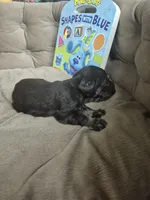 Liver Tan baby, a female Miniature Schnauzer for sale in Mount Carmel, TN – 1 of 3