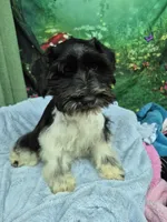 BW parti boy, a male Miniature Schnauzer for sale in Mount Carmel, TN – 1 of 4