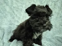 Lil bit teacup, a male Miniature Schnauzer for sale in Mount Carmel, TN – 4 of 7