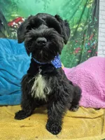 Black beauty, a male Miniature Schnauzer for sale in Mount Carmel, TN – 2 of 3