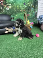 Phantom girl, a female Miniature Schnauzer for sale in Mount Carmel, TN – Photo 4 of 5