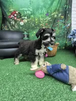Phantom girl, a female Miniature Schnauzer for sale in Mount Carmel, TN – Photo 3 of 5