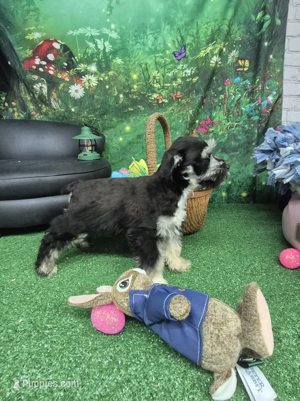 Phantom girl – Miniature Schnauzer puppy for sale in Mount Carmel, TN