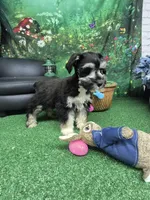 Phantom girl, a female Miniature Schnauzer for sale in Mount Carmel, TN – Photo 5 of 5