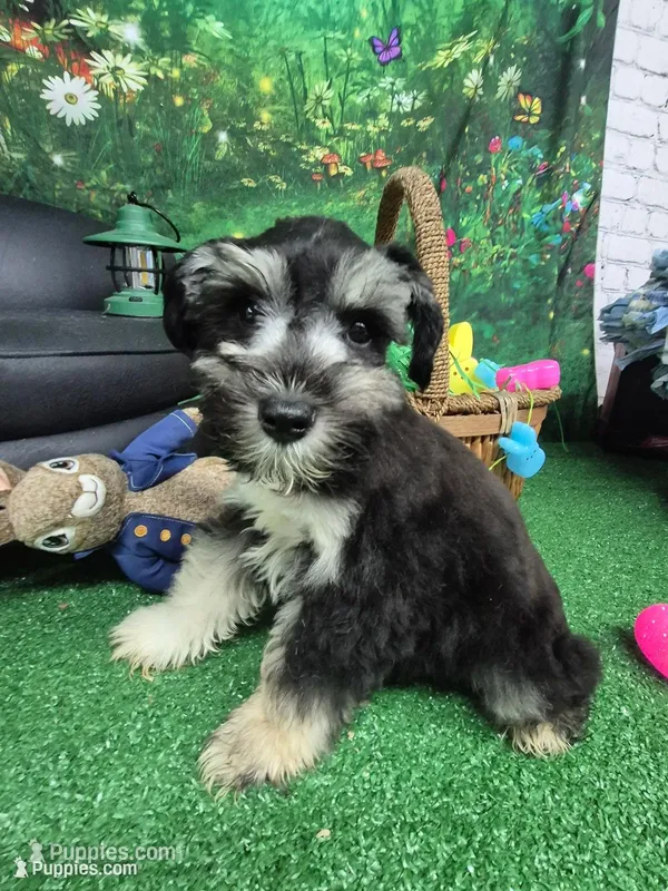 Phantom girl – Miniature Schnauzer puppy for sale in Mount Carmel, TN