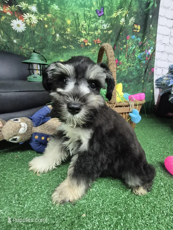 Phantom girl – Miniature Schnauzer puppy for sale in Mount Carmel, TN