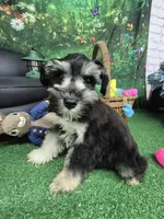 Phantom girl, a female Miniature Schnauzer for sale in Mount Carmel, TN – Photo 2 of 5