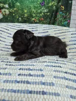 Hershey , a male Miniature Schnauzer for sale in Mount Carmel, TN – 4 of 4