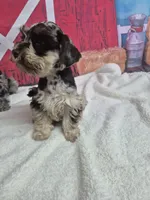 Pretty Chocolate Merle boy, a male Miniature Schnauzer for sale in Mount Carmel, TN – Photo 3 of 3