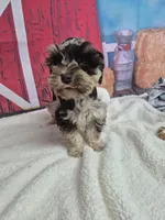 Pretty Chocolate Merle boy, a male Miniature Schnauzer for sale in Mount Carmel, TN – Photo 1 of 3