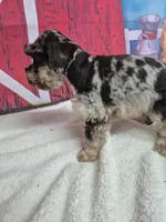 Pretty Chocolate Merle boy, a male Miniature Schnauzer for sale in Mount Carmel, TN – Photo 2 of 3