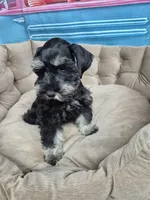 Phantom girl , a female Miniature Schnauzer for sale in Mount Carmel, TN – 2 of 4