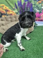 BW parti boy, a male Miniature Schnauzer for sale in Mount Carmel, TN – 1 of 4
