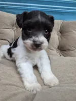 Black and White parti , a female Miniature Schnauzer for sale in Mount Carmel, TN – 1 of 4