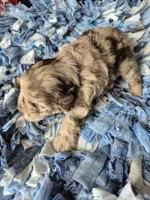 Chocolate merle , a male Miniature Schnauzer for sale in Mount Carmel, TN – 1 of 5