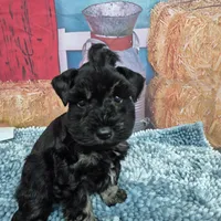 Silver, a male Miniature Schnauzer for sale in Mount Carmel, TN – Photo 3 of 3