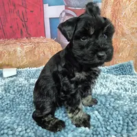 Silver, a male Miniature Schnauzer for sale in Mount Carmel, TN – Photo 2 of 3