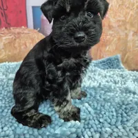 Silver, a male Miniature Schnauzer for sale in Mount Carmel, TN – Photo 1 of 3