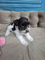 Black and White parti , a female Miniature Schnauzer for sale in Mount Carmel, TN – 2 of 4