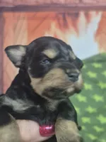 Black and silver red female, a male Miniature Schnauzer for sale in Mount Carmel, TN – Photo 4 of 4