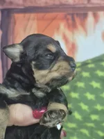 Black and silver red female, a male Miniature Schnauzer for sale in Mount Carmel, TN – Photo 2 of 4