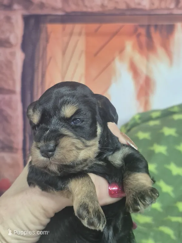 Black and silver red female