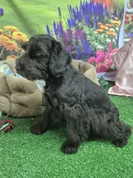 One blue eye, a male Miniature Schnauzer for sale in Mount Carmel, TN – 2 of 5
