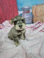 Liver tan female , a female Miniature Schnauzer for sale in Mount Carmel, TN – Photo 1 of 3
