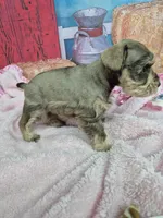 Liver tan female , a female Miniature Schnauzer for sale in Mount Carmel, TN – Photo 3 of 3