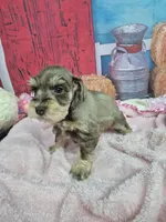 Liver tan female , a female Miniature Schnauzer for sale in Mount Carmel, TN – Photo 2 of 3