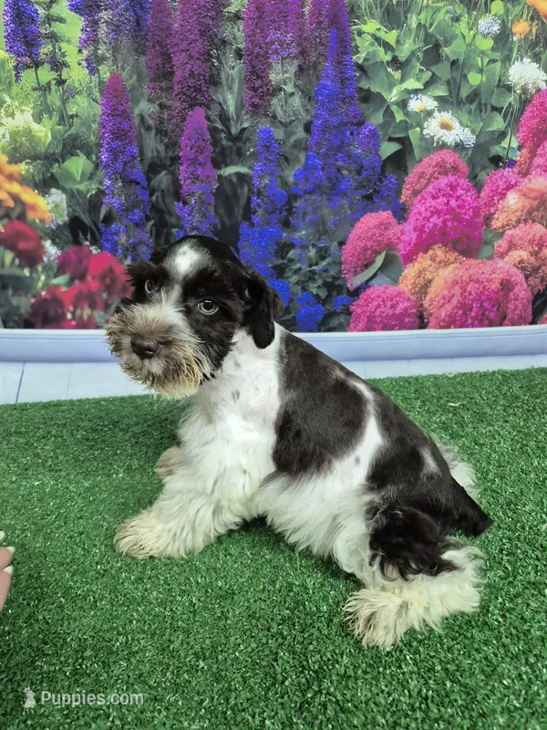 Liver and white parti boy – Miniature Schnauzer puppy for sale in Mount Carmel, TN