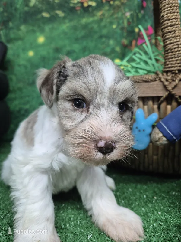 Blue merle parti boy – Miniature Schnauzer puppy for sale in Mount Carmel, TN