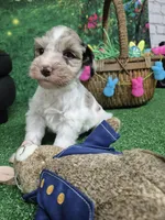 Blue merle parti boy, a male Miniature Schnauzer for sale in Mount Carmel, TN – Photo 2 of 4