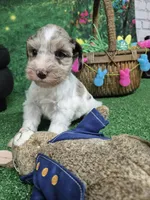 Blue merle parti boy, a male Miniature Schnauzer for sale in Mount Carmel, TN – Photo 3 of 4