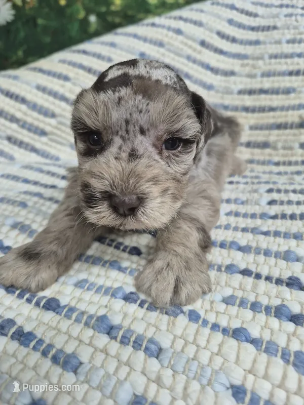 Patches – Miniature Schnauzer puppy for sale in Mount Carmel, TN
