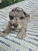 Patches chocolate merle , a male Miniature Schnauzer for sale in Mount Carmel, TN – 1 of 4