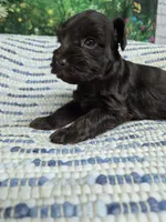 Carmen, a female Miniature Schnauzer for sale in Mount Carmel, TN – 4 of 4