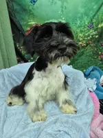BW parti boy, a male Miniature Schnauzer for sale in Mount Carmel, TN – 3 of 4