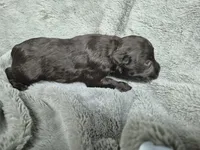 Charlie , a male Miniature Schnauzer for sale in Mount Carmel, TN – 6 of 6