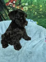 Hershey , a male Miniature Schnauzer for sale in Mount Carmel, TN – 3 of 4