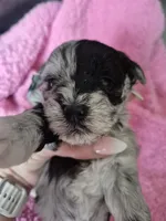Pirate girl, a male Miniature Schnauzer for sale in Mount Carmel, TN – 1 of 4