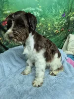 Liver parti boy, a male Miniature Schnauzer for sale in Mount Carmel, TN – 2 of 4