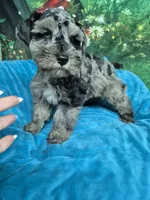 Blue eye blue merle , a male Miniature Schnauzer for sale in Mount Carmel, TN – 3 of 5