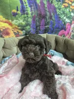 Truffle, a female Miniature Schnauzer for sale in Mount Carmel, TN – 3 of 5
