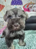 Lp girl, a female Miniature Schnauzer for sale in Mount Carmel, TN – Photo 3 of 5