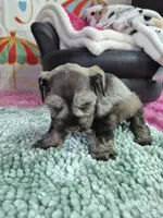 Lp girl, a female Miniature Schnauzer for sale in Mount Carmel, TN – Photo 4 of 5