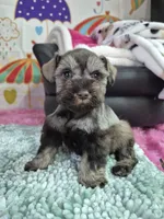 Lp girl, a female Miniature Schnauzer for sale in Mount Carmel, TN – Photo 2 of 5