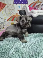 Lp girl, a female Miniature Schnauzer for sale in Mount Carmel, TN – Photo 5 of 5