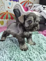 Lp girl, a female Miniature Schnauzer for sale in Mount Carmel, TN – Photo 1 of 5
