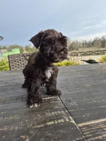 Chocolate girl toy, a female Miniature Schnauzer for sale in Mount Carmel, TN – Photo 2 of 5
